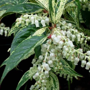LEUCOTHOE