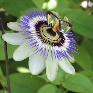 PASSIFLORA