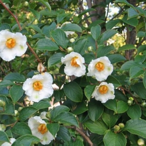 STEWARTIA